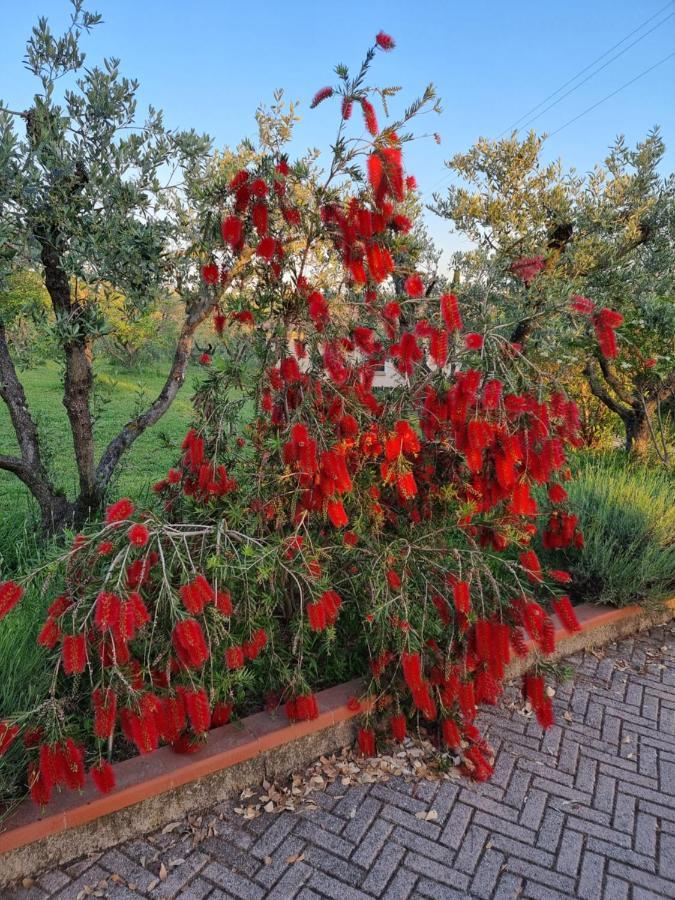 Vigna Lontana Villa Montescudaio Exteriör bild