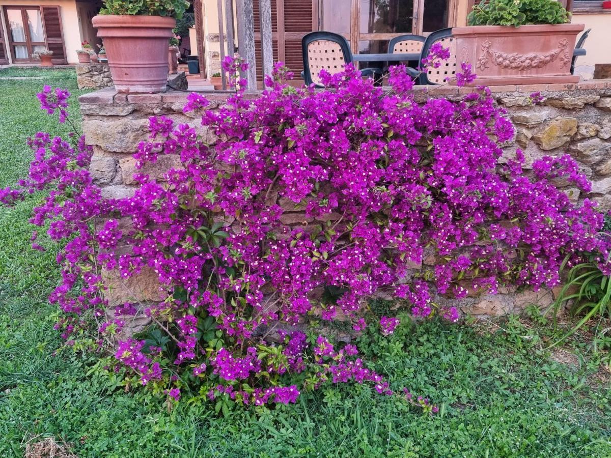 Vigna Lontana Villa Montescudaio Exteriör bild